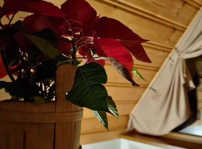 בקתה Kotelnica View Groń